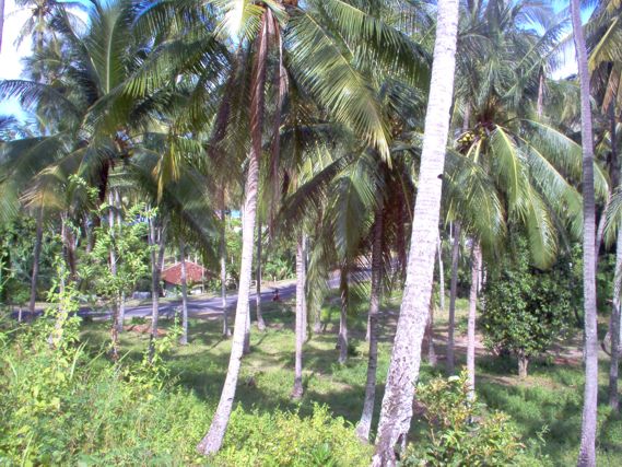 Flatland model for sale next Batu Bolong Temple