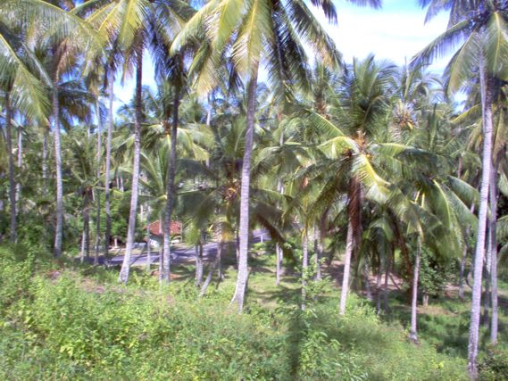 Flatland model for sale next Batu Bolong Temple