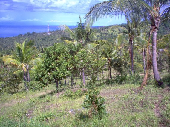 Flatland for sale 19000sqm | 1,90 hectare the best ocean view