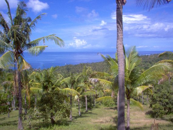 Flatland for sale 19000sqm | 1,90 hectare the best ocean view