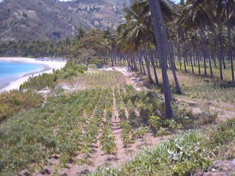 property lands for sale at Malimbu Pandanan villages
