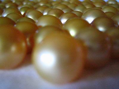 Cultured Golden Pearls round high grade A+, Lombok Cultured Golden Pearls farm Indonesia
