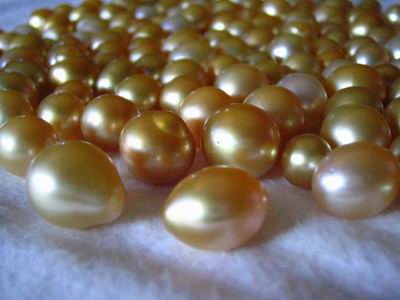 Cultured Golden Pearls round high grade A+, Lombok Cultured Golden Pearls farm Indonesia
