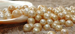 Lombok cultured golden pearls farm Indonesia