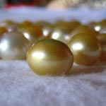 pearls button Lombok Cultured Golden Pearls farm Indonesia