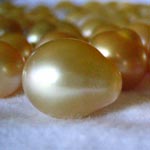 pearls drop Lombok Cultured Golden Pearls farm Indonesia