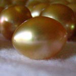 pearls oval Lombok Cultured Golden Pearls farm Indonesia