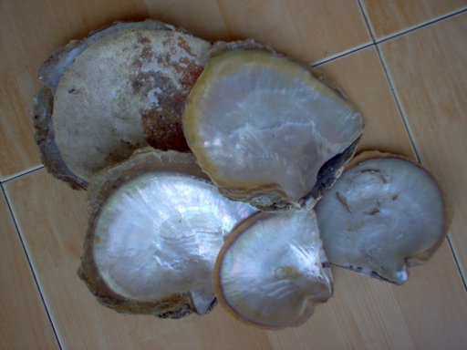 wholewsale shell oyster lombok Indonesia