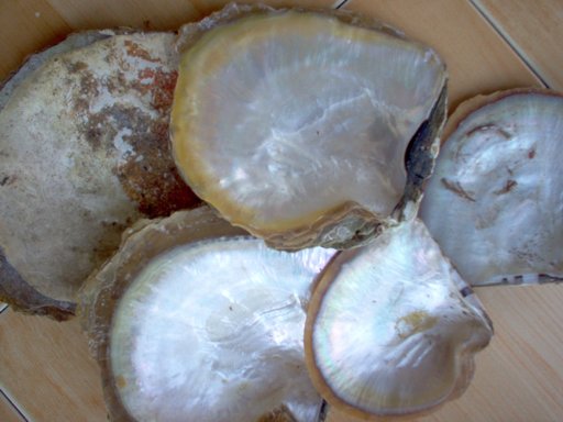 wholewsale shell oyster lombok Indonesia