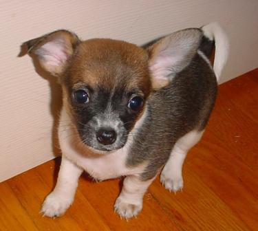 Charlie is the little adventurer.&nbsp; He is always coming out to see what everyone else is doing.