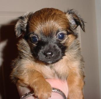 This is Chato.&nbsp; He is our little social butterfly, visiting people and dogs alike.