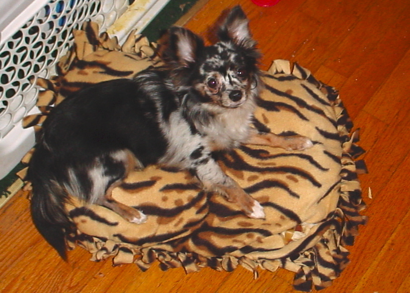 Digby on a small size bed.