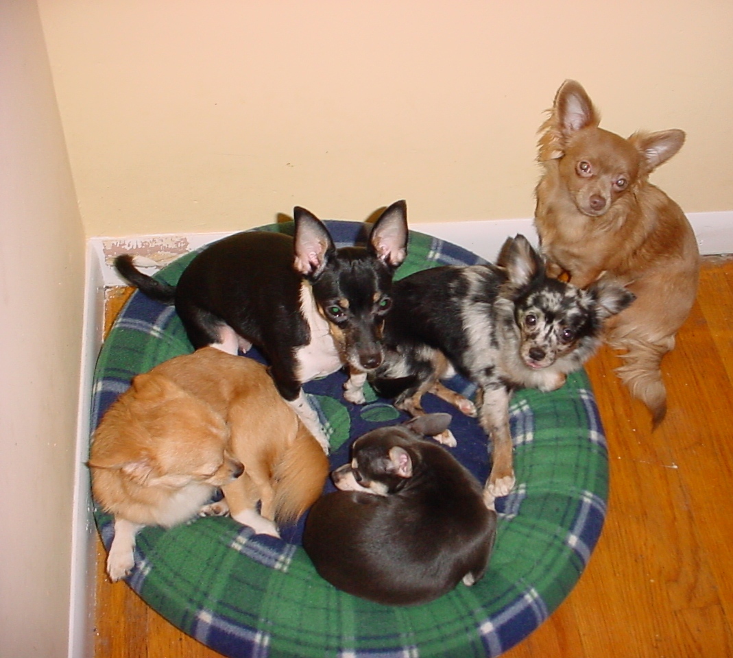 The chihuahuas