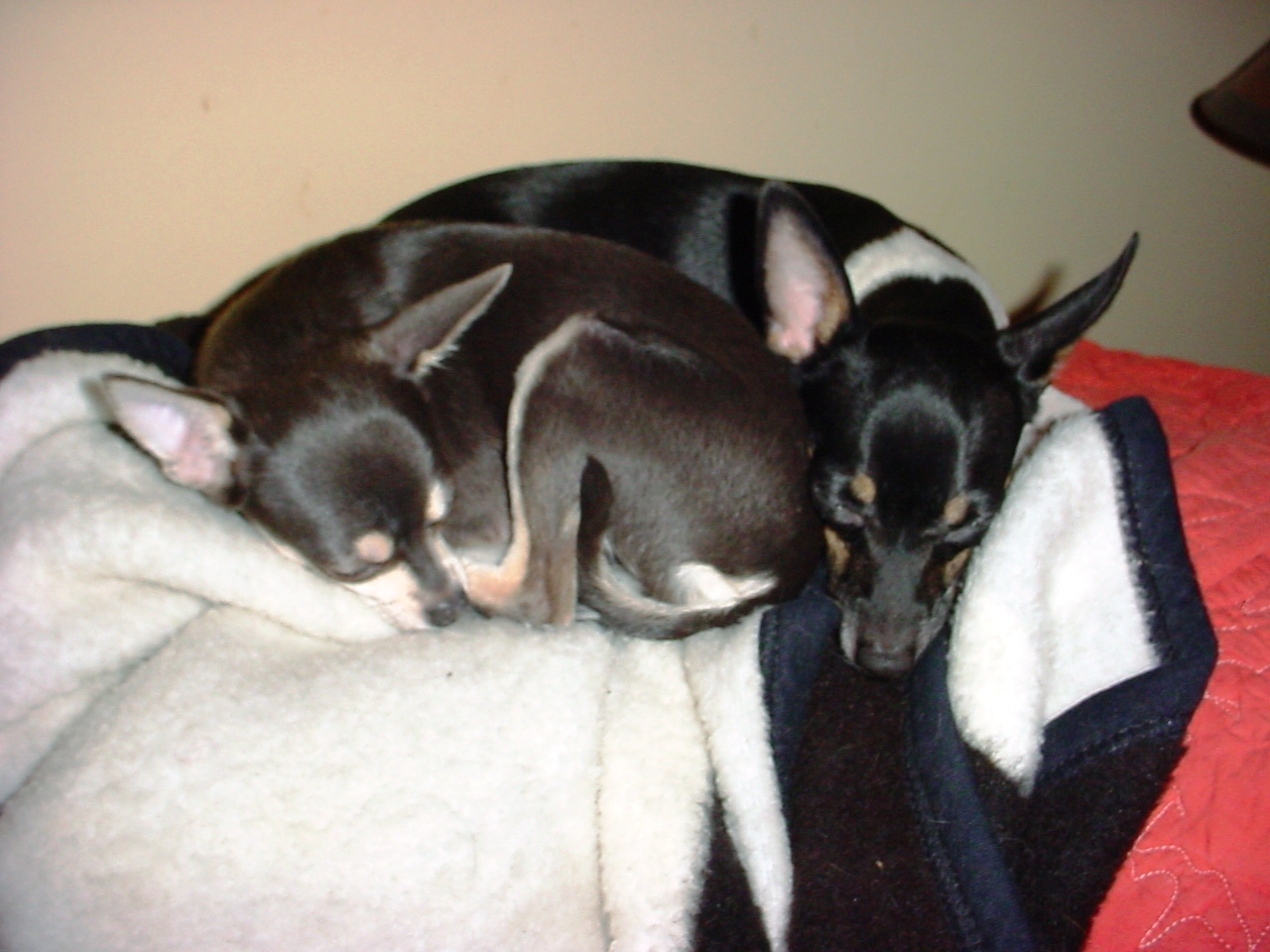 Molly and Cricket taking a nap.