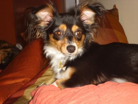 Gizmo, the chiweenie foster dog