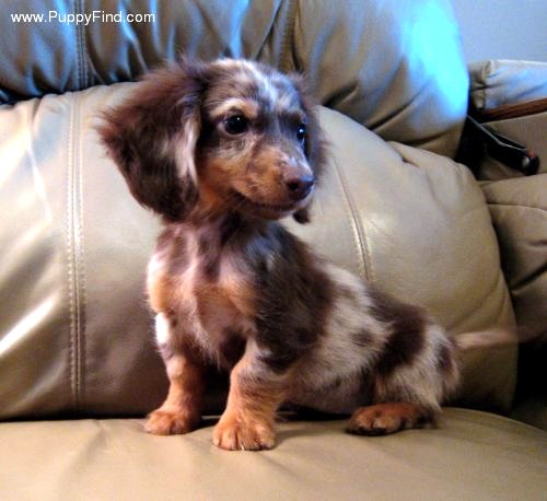 Gracie as a puppy