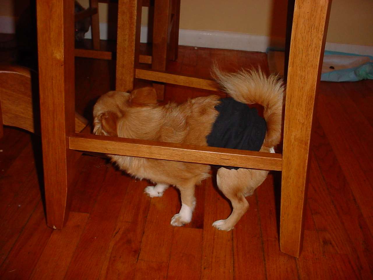 Mijo wearing his "pants" as we call them, and trying to rub them off on the chair rungs.