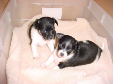 One boy, one girl, at about three weeks of age.