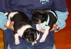 The puppies at about 7 weeks old held by my 7 year old son.