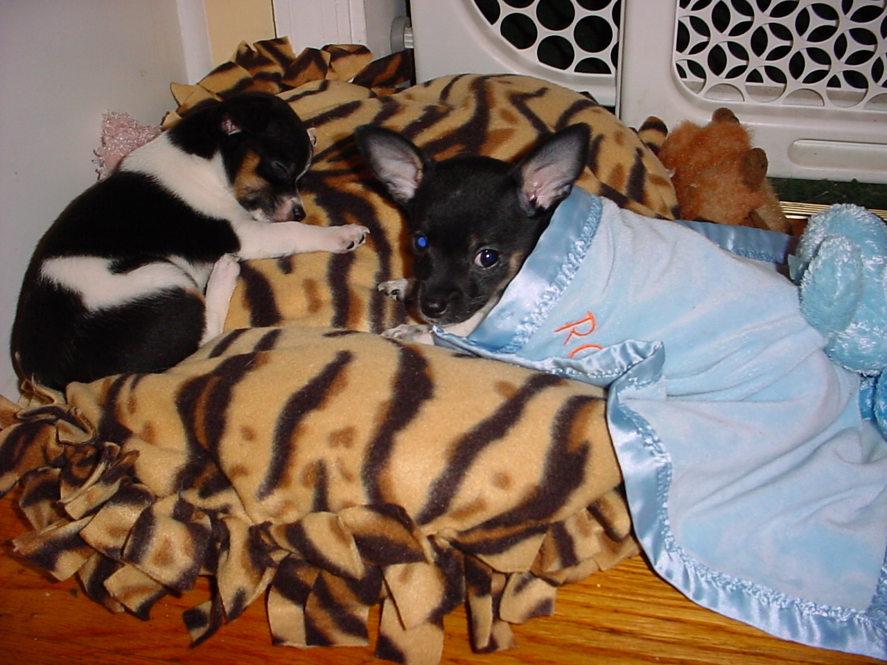 Molly's last litter of puppies resting on a small bed.