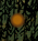The Eastern Forest