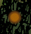 The Western Forest