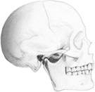 Human Skull