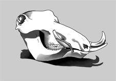 Digital Inking: Warthog Skull