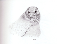 Peregrine Falcon