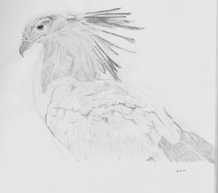 Secretary Bird