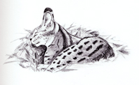 Serval