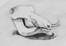 Warthog Skull