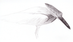 Bird #1