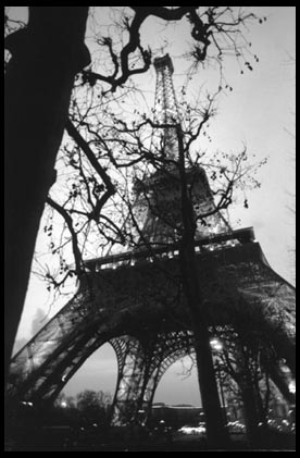 Eiffel & Trees
