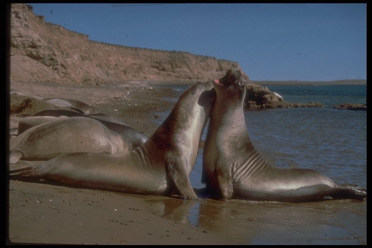 Lobos marinos, Chubut, Argentina