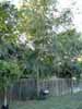 trees