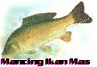 Carp Fishing Pages