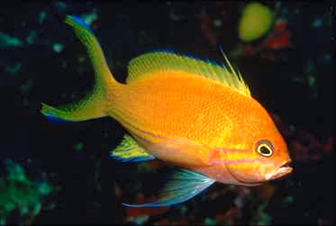 Related Keywords & Suggestions for el pez