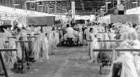 Manila hemp factory