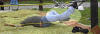 Broken Leg!!!  Trust me it hurt!