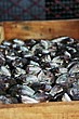 2004-Ath-02-03-vismarkt_A_Marina