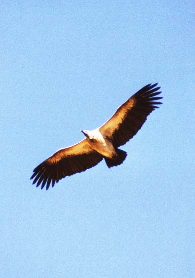 Bo-10-25-vulture-vergroot