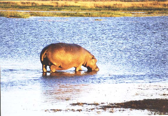 Bo-11-32-Chobe-hippo