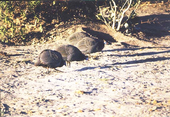 Bo-11-34-Chobe-chobechicks
