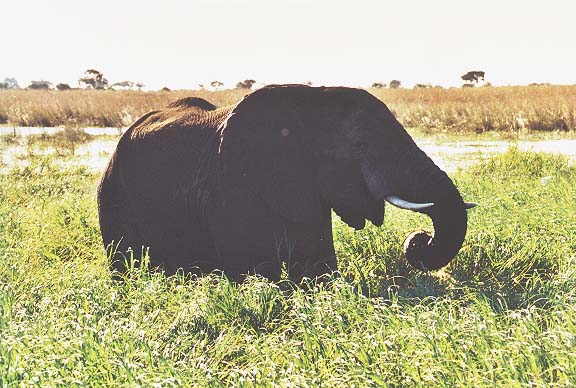 Bo-113-14-Chobe-grazendeolifant