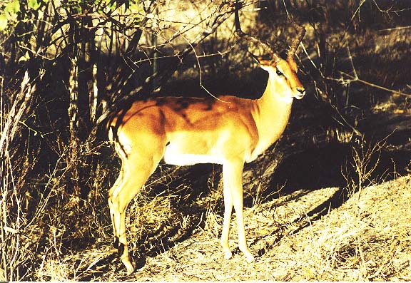 Bo-12-01-Chobe-puku
