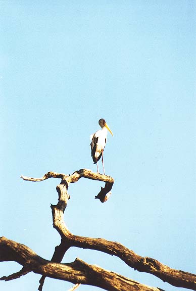 Bo-12-03-Chobe-yellowbilledstork