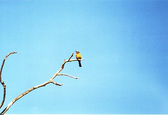 Bo-12-13-Chobe-ijsvogel