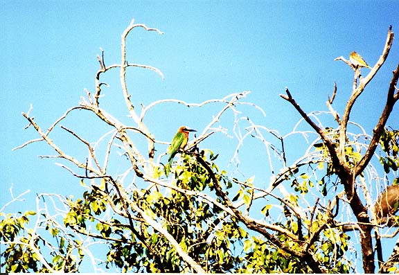 Bo-12-14-Chobe-groteijsvogel