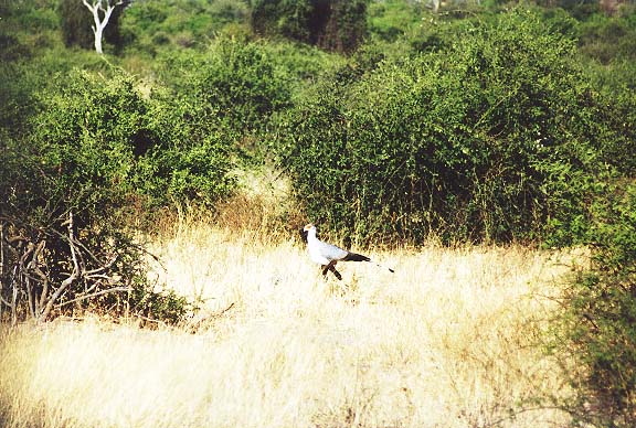 Bo-12-15-Chobe-secretarisvogel